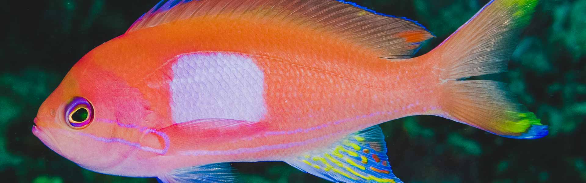 The Scalefin Anthias